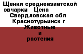 Щенки среднеазиатской овчарки › Цена ­ 15-20000 - Свердловская обл., Краснотурьинск г. Животные и растения » Собаки   . Свердловская обл.,Краснотурьинск г.